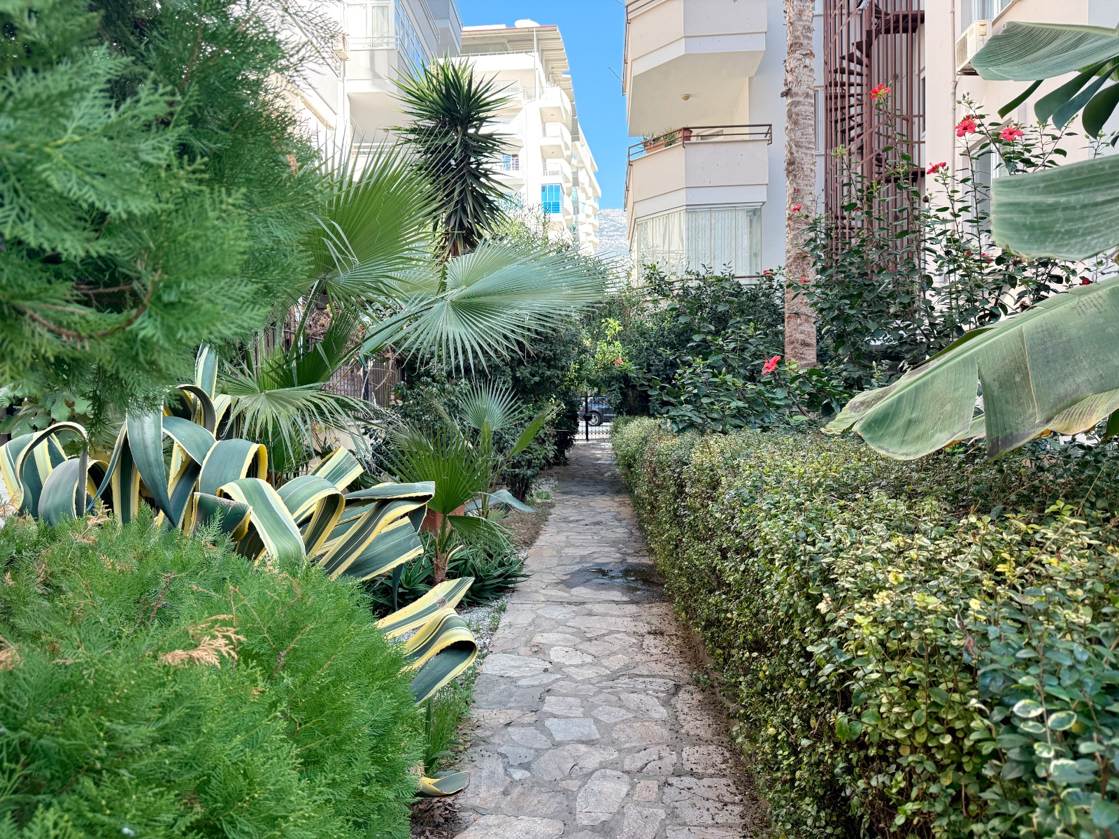 Stone path with palms, yucca and tropical plants on the grounds of a residence